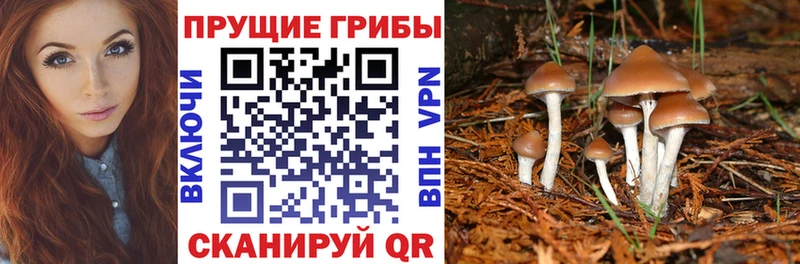 Галлюциногенные грибы Cubensis  ссылка на мегу онион  Пестово 